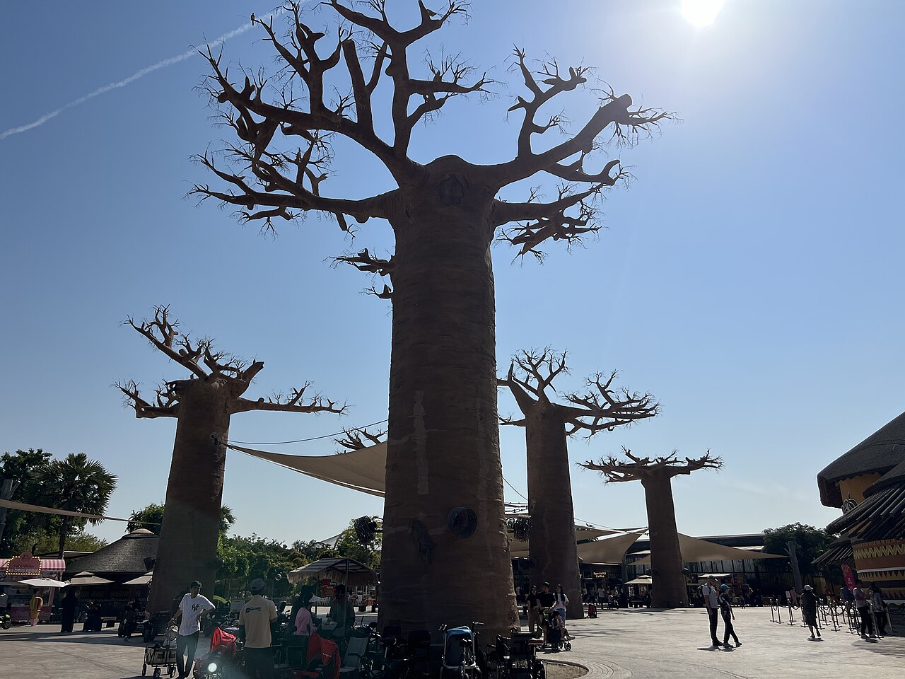 Baobabs en la zona de entrada de Dubai Safari Park con visitantes paseando